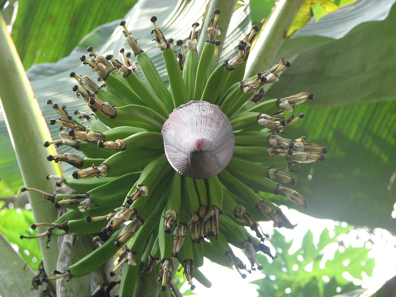 Banana fruit and flower on the plant